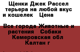 Щенки Джек Рассел терьера на любой вкус и кошелек › Цена ­ 13 000 - Все города Животные и растения » Собаки   . Кемеровская обл.,Калтан г.